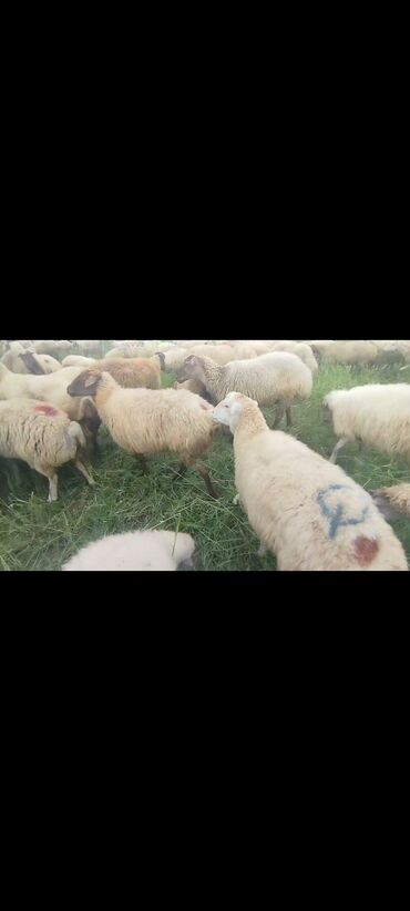 Yemlər: Dişi, il: 1, 50 kq, Damazlıq, Ünvandan götürmə