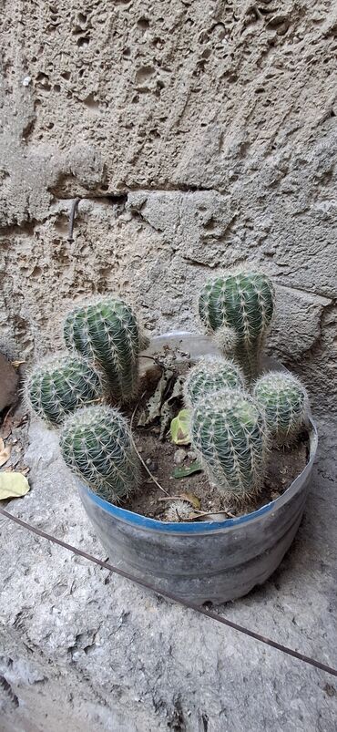 Digər bitkilər: Kaktus kompozisiyası – çoxnöqtəli sferik tipli (Echinopsis/Parodia