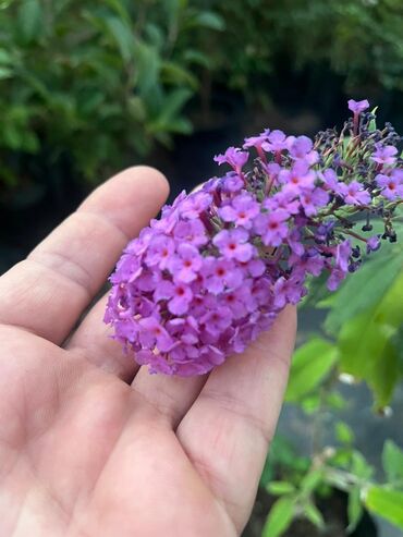 Ağaclar: Bağ bitkiləri – dekorativ ağac və kol sortları - Tulpan Maqnoliya — 24