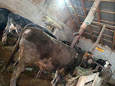 Коровы, быки: Продаю | Бык (самец) | На откорм | Привязанные — 8