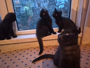 Pişiklər: Şotland — 8