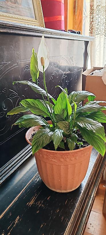 guller ve adlari: Spathiphyllum (Sülh çiçəyi) – otaq bitkisi - Növ: Spathiphyllum, ağ — 1