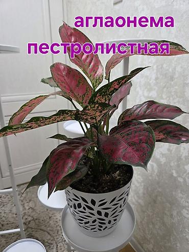 Аглаонема пестролистная (разные сортовые формы с розово‑зелёной
