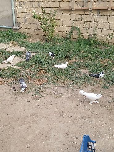 bulbul quşu satışı: Təcili satiram 7əd quşdu 1 yumurta üsdə yatr real alicilar yiqsin — 1