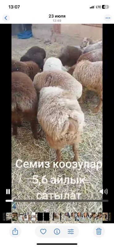 бараны продажа: Сатам | Козу