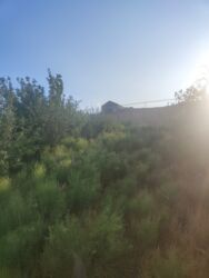 Bağ və bostan üçün digər məhsullar: Qobuda arkodan 1km metir məsafədə asvaltdan 20 metir içəridir 8 — 6