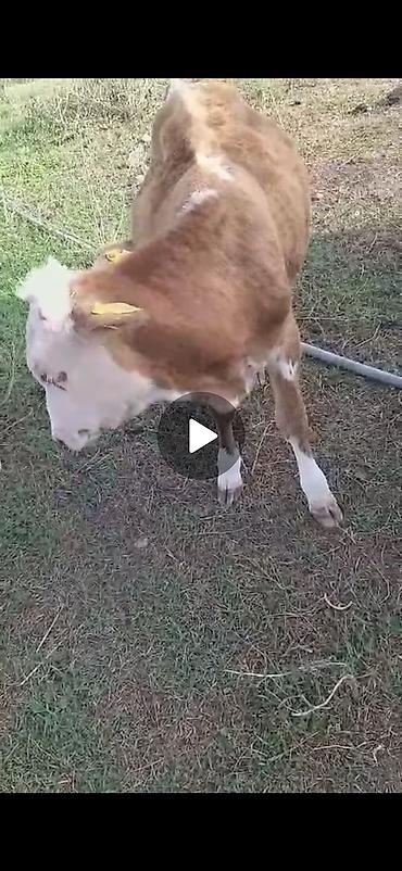 Mal-qara: Satılır: simmental tipli buzovlar - Növ: iribuynuzlu, ətlik istiqamət — 1