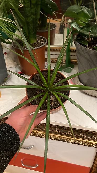 Otaq bitkiləri: Butun guleri endirimnen satiram ancag xanimlara satiw olur cox gul — 47