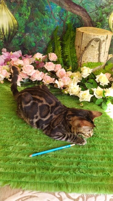 Продажа кошек: Профессиональный Питомник Бенгалов . Бен Гла Мур предлагает Очень — 6