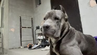 акустические системы acme колонка в виде собак: Американский булли (кобель), окрас голубой с белыми отметинами