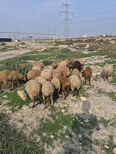 cins qoyunlar satilir: 23 dənə Qoyun sürüsü – ədədlik və ya birlikdə - Yaklaşık baş yerli — 5