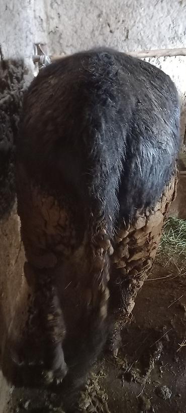Коровы, быки: Продаю | Бык (самец) | На забой | Привязанные — 10