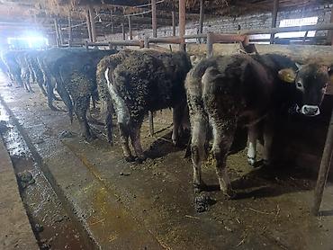 Коровы, быки: Продаю | Тёлка | На откорм | Привязанные — 11