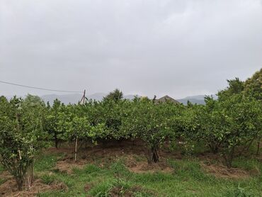 xacmaz torpag: 17 sot, Biznes üçün, Mülkiyyətçi, Kupça (Çıxarış)