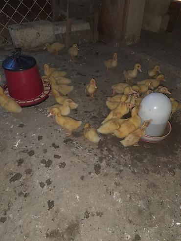 mandarin ördək: Kuban ördək balalari saglam aktivdilər.Ətlik və yumurta — 2