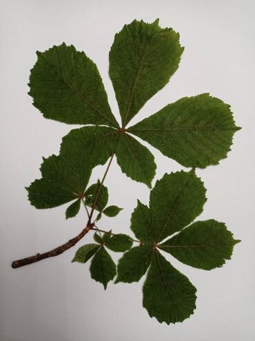 Ostali predmeti za umetnost i kolekcionarstvo: Herbarijumi za fakultete, srednje i osnovne škole -NOVO Ispresovane — 8