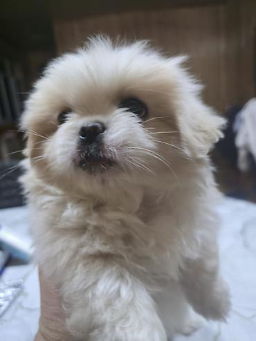 İtlər: Pekines, 2 ay, Dişi — 18