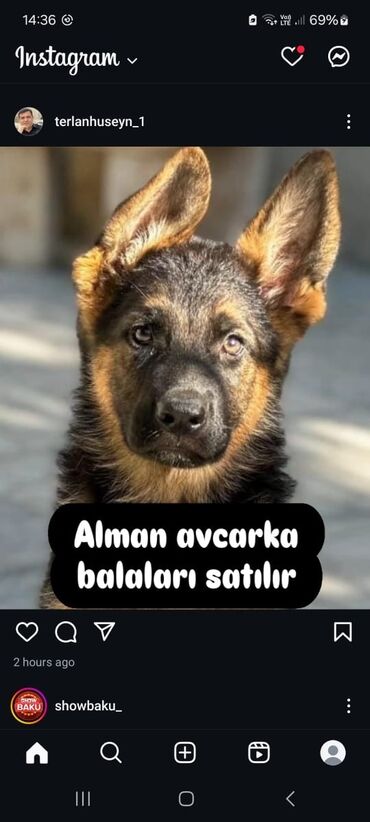 alman boksyoru: Alman çoban iti, 3 ay, Erkek, Peyvəndli, Ünvandan götürmə