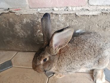 Декоративные кролики: Срочно продается оптом Кролика 4 самки 1 самец парода 3 самка фландр и — 9