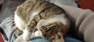 Pişiklər: Tabbi, Dişi, Yaxşı əllərə, Pulsuz çatdırılma — 28