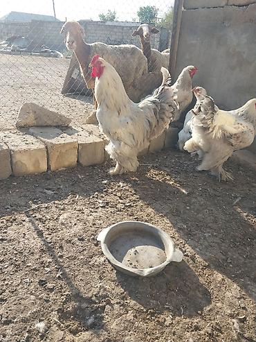 Quşlar: Brama xoruz 70 manat .
xoruz + toyuq 110 manat — 1