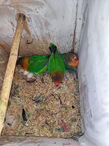 golden retriver it: Sevgi quşları (Lovebird) – müxtəlif rənglərdə dekorativ cütlər Məhsul — 4