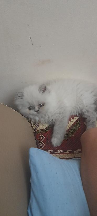 Кошки: Шотландская вислоухая — 7