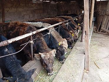 Коровы, быки: Продаю | Бык (самец) | Швицкая | На откорм — 1