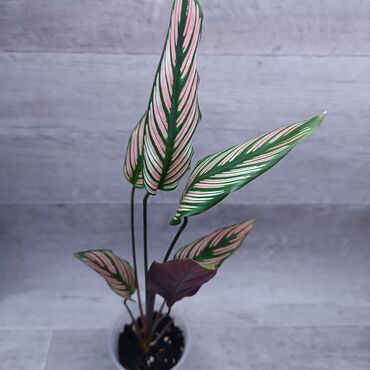 лампа для растений: Здравствуйте 🌿 В продаже большой ассортимент декоративно-лиственых