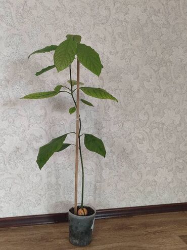 растения в офис: Авокадо высота 1метр. Активный рост. Не прихотливая Экзотика для дома