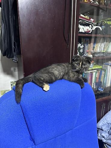 аксолотль купить: Окраса черепаховый дымчатый. скоттиш фолд — 2