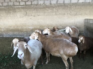 Бараны, овцы: Продаю | Овца (самка), Баран (самец) | Арашан | Для разведения | Племенные, Котные, Осеменитель