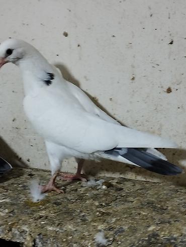 tap az goyercin satisi: Köhnə boynu göy zərli tam sağlam 50 dənə baladı istəyən yaza və ya — 1