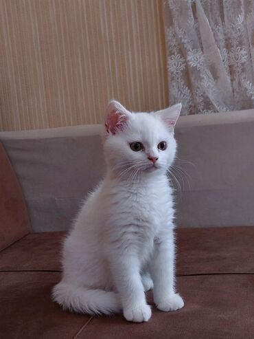 british cat: 1illik british shorthair white pişiyi satılır (erkəy).Köçduyümüzə görə