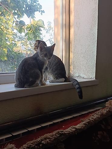 коты бишкек: Милый домашний котёнок скоттиш страйт серебристо-серым тигровым — 8