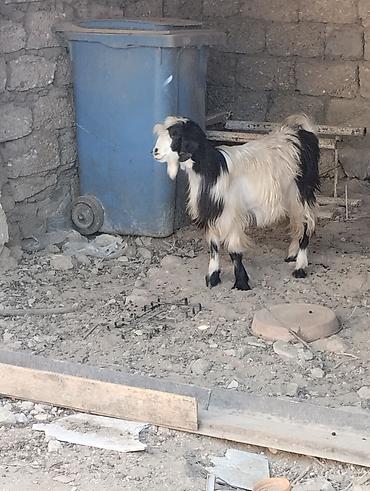 Keçilər, çəpişlər: Heleb keçisi 
- Növ: Keçi (erkək) 
Ünvan:Yeni Ramana — 2
