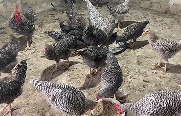 Сельхозптицы: Xarkov toyuqları 40a yaxın ünvan Maştağa kanal marketin yanı 5ay — 2