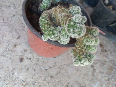 Kaktus: Kaktus