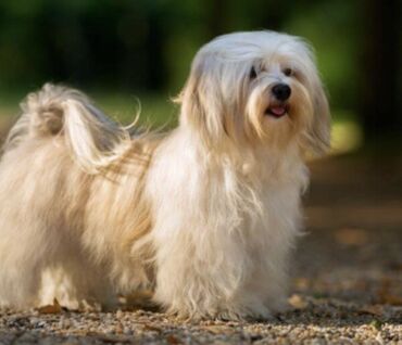 İtlər: Malta bolonka, 1 ay, Erkek -da lalafo.az — 18 İtlər: Malta bolonka, 1 ay, Erkek — 18