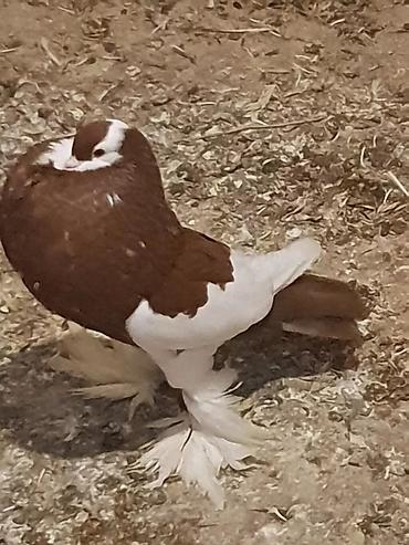 Pişiklər: Pişiklər — 2