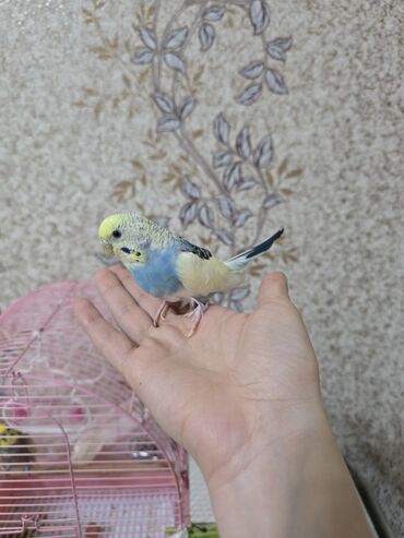 Tutuquşları: Ata ana qəfəs yuva 2 ətcəbala və 3 yumurta (içi doludur) 100 azn -da lalafo.az — 4 Tutuquşları: Ata ana qəfəs yuva 2 ətcəbala və 3 yumurta (içi doludur) 100 azn — 4