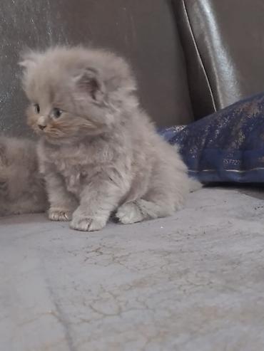 şinşıla: Şinşilla — 1