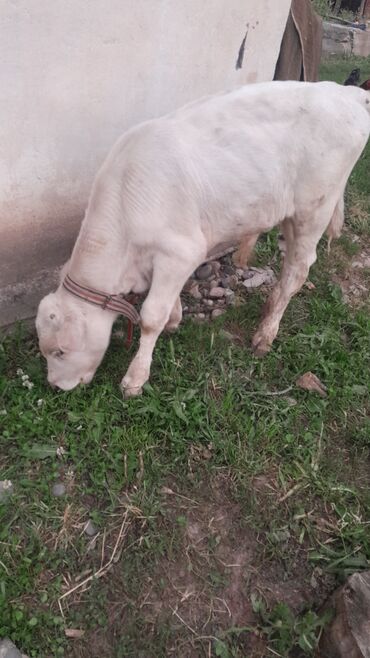 стельность коров: Шароле2 месяца бычок,искуственник