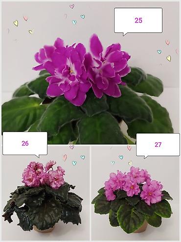 Фиалкалар жана глоксиниялар: День учителя уже близко!!! 🩷💜💚 Не знаете, что подарить учителю? — 7