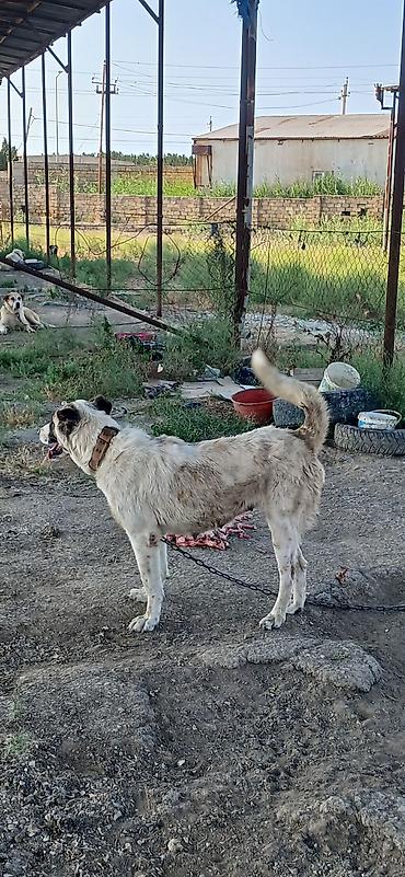 İtlər: Qurdbasar, 2 il, Dişi — 5