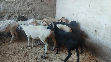 Баран, овца: Продаю | Баран (самец) | Для разведения | Осеменитель — 7