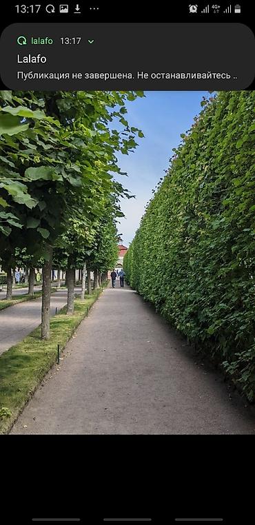 Другие декоративные деревья: Живые изгороди быстро растущие, растут до 4х метров. Сорт бархатный — 6