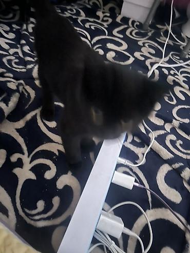 Продажа кошек: 🏡 КОТЯТА ИЩУТ ДОМ! 🐾❤️ Два замечательных малыша — чёрный котик и — 11