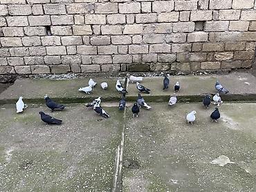 Göyərçinlər: 22 ədəddir üsd üsdə 4 manatdan tərgidmə maraqlanan vp yazsın video — 8