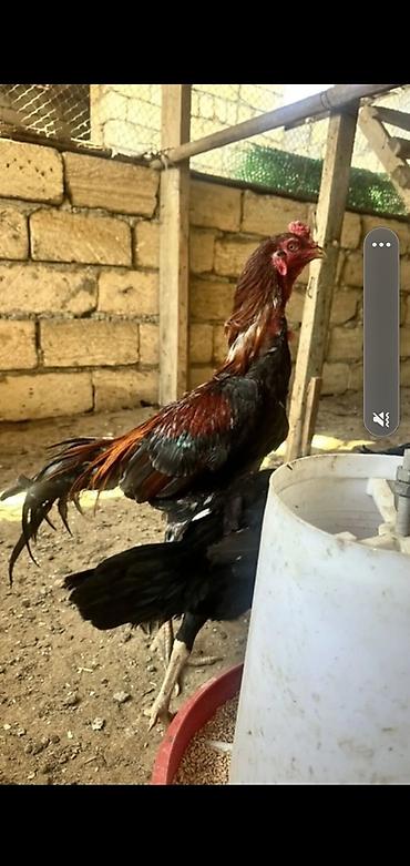 sumqayıtda cücə satışı: Toyuq, Damazlıq, Ünvandan götürmə, Ödənişli çatdırılma — 1